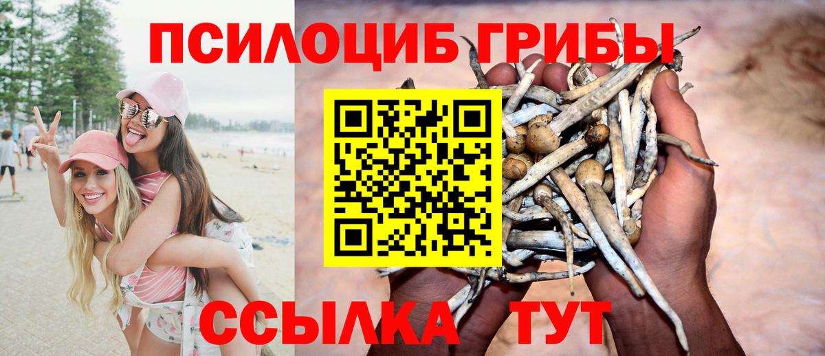 сколько стоит  Псилоцибиновые грибы MAGIC MUSHROOMS  Вход с VPN  Камышин 