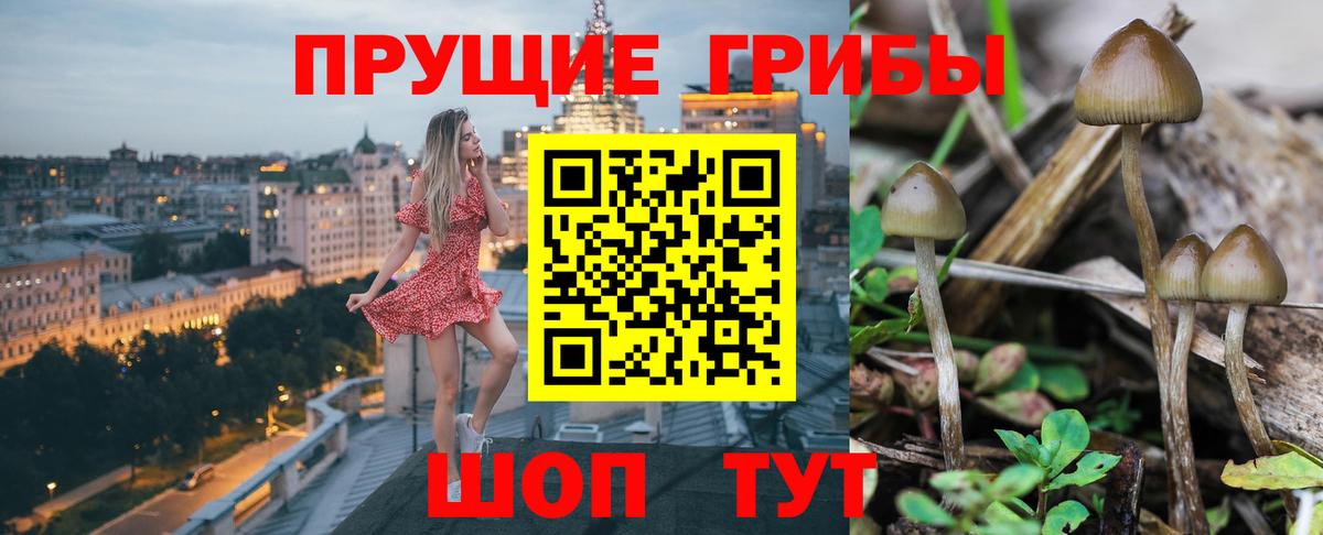 Галлюциногенные грибы Cubensis Камышин